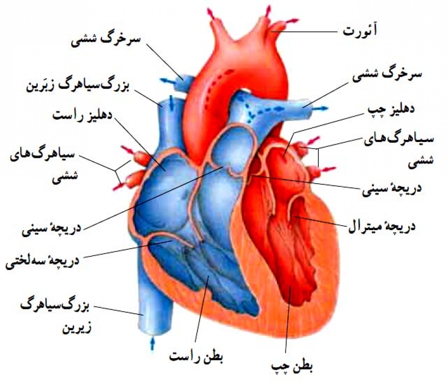 نتیجه تصویری برای ویژگی های عضله قلب
